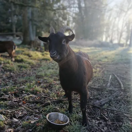 Bed & Breakfast Domaine Des Ifs