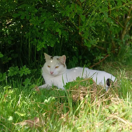 Domaine Des Ifs Le Pin (Calvados)