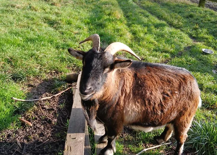 Domaine Des Ifs Bed & Breakfast