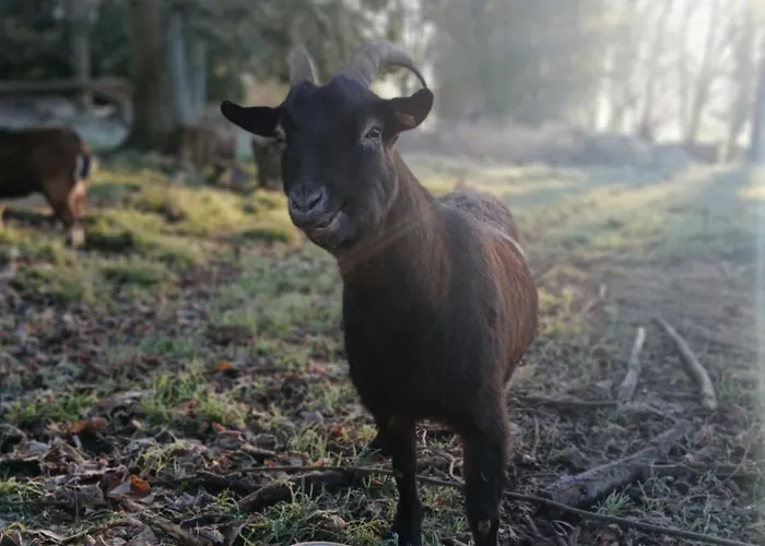 Bed & Breakfast Domaine Des Ifs