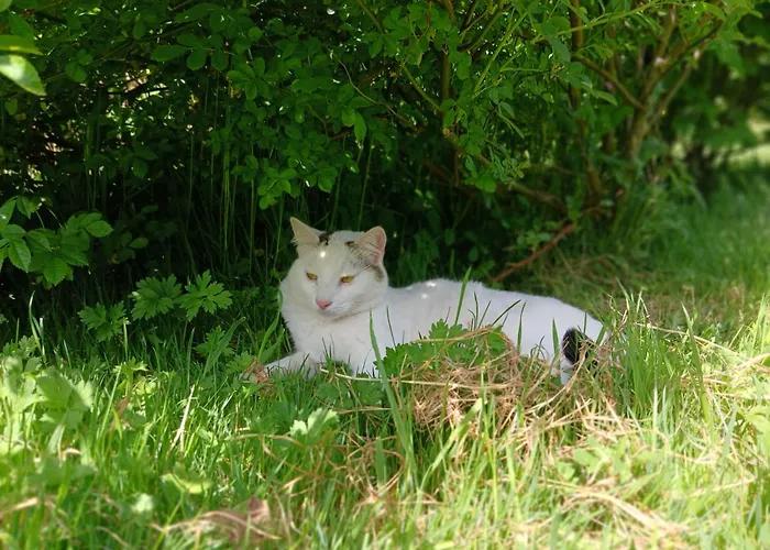 Domaine Des Ifs Le Pin (Calvados)